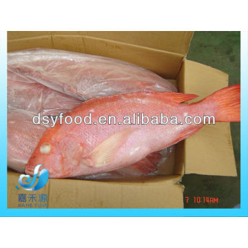 Замороженные красные рыбки Snapper круглый IQF